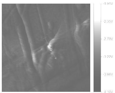 Линија провучена на истом месту AFM (горе лево) и FFM (горе десно) снимка, даје просторни померај уочљив на фрикционом сигналу (доле десно) Слика 11.
