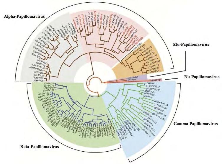Κεφάλαιο 1 Εισαγωγή 1..2 Βήτα, Γάμμα, Μι και Νι- Papilloma ιοί Οι HPV τύποι που προσβάλουν το δέρμα χωρίζονται σε τέσσερα διαφορετικά γένη (Βήτα, Γάμμα, Μι και Νι -papillomaviruses).