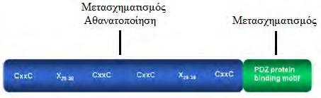 Κεφάλαιο 1 Εισαγωγή αποτέλεσμα την διατήρηση μεγάλων τελομερών κατά την κυτταρική διαίρεση αναστέλλοντας την κυτταρική γήρανση με άμεση συνέπεια τα κύτταρα να γίνονται αθάνατα (Artandi et al., 2005).