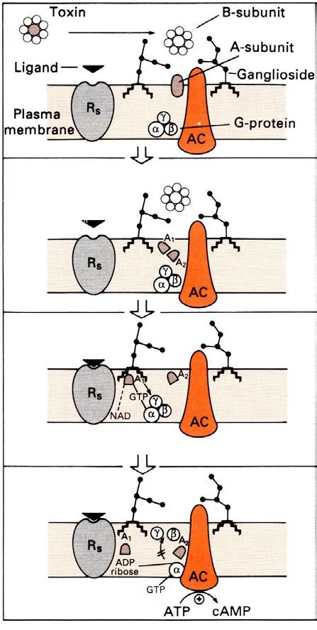 Η τοξίνης της χολέρας. Μηχανισμός δράσης Πολλές τοξίνες παρεμβαίνουν στο ρόλο των G-πρωτεϊνών στην μεταβίβαση σήματος.