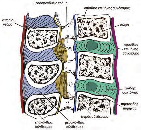 Κεφάλαιο 1: Ανατομία και κινήσεις της σπονδυλικής στήλης Οι μεσακάνθιοι σύνδεσμοι φέρονται στο διάστημα μεταξύ των ακανθωδών αποφύσεων δύο συνεχόμενων σπονδύλων.