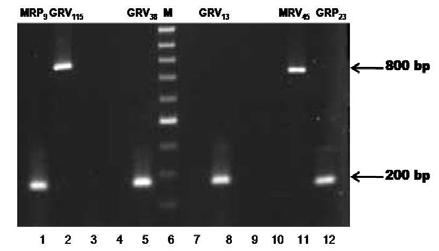 . (Leslie & Klein,.1996). (Leslie & Klein, 1996; Leslie & Summerell,.2006) multiplex PCR G. moniliformis ( ) ( G. intermedia ) MAT-1. A MAT-1.(Chulze et al., 2000) MAT-1. (Leslie, 1995;.