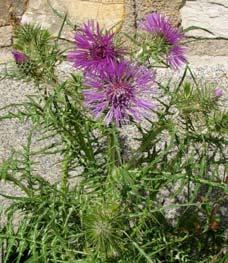 1.2.22. ΒΟΤΑΝΙΚΑ ΧΑΡΑΚΤΗΡΙΣΤΙΚΑ ΤΟΥ ACANTHUS SPINOSUS Είναι γεροδεμένες πολυετείς πόες. Τα άνθη τους είναι λευκορόδινα και ανθίζουν τον Μάιο Ιούνιο. Τα φύλλα τους είναι μεγάλα και αγκαθωτά.