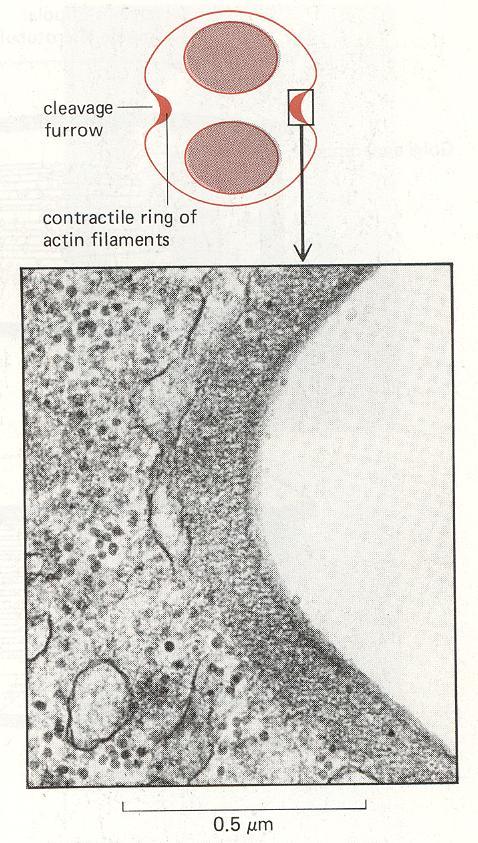 Διαίρεση κυττάρων Δακτύλιος μυοσίνηςακτίνης στην αύλακα της