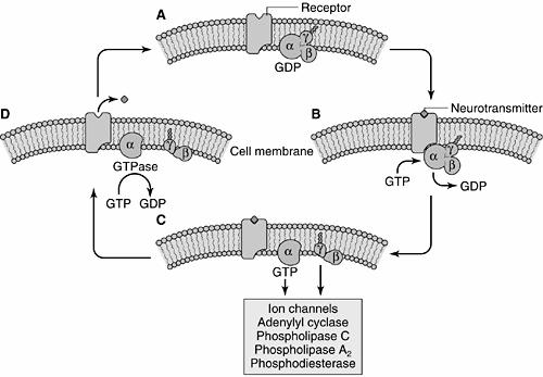 Retseptor vahendab signaali rakku G valgu kaudu Resteptor moodustab G