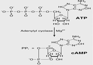 Adenülaadi tsüklaas katalüüsib ATP-st camp teket