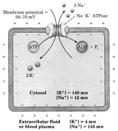 mol) ψ membraani potensiaal (V) ATP hüdrolüüsil 31 kj/mool 37 Aktiivne membraantransport