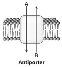 ATPaas Pöördreaktsioon: ATP süntaas 40 41
