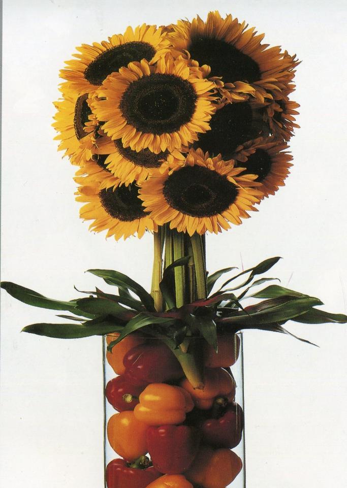 Εικόνα 52: Σύνθεση με ηλίανθο (Helianthus annuus) Φθινοπωρινά λουλούδια και μπέρις Τα χρώματα των φθινοπωρινών λουλουδιών είναι πιο σκούρα από τα χρώματα των ανοιξιάτικων και των καλοκαιρινών, τα