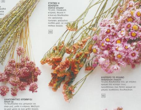 Εικόνα 68: Προτάσεις για σύνθεση με ροζ, κόκκινα και πορτοκαλί άνθη Μπλε και πορφυρά Αυτά τα ξερά λουλούδια έχουν χρώματα που ποικίλλουν, από το απαλό, ωχρό, αργυροκυανό, μέχρι τους τόνους του μοβ