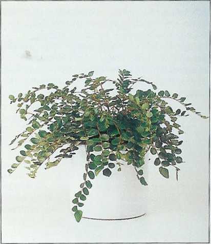 Πελλαία η στρογγυλόφυλλη (Pellaea rotundifolia) Αυτές οι φτέρες, που έχουν ασυνήθιστη εμφάνιση, έχουν χαμηλή και απλωτή κόμη, που τις κάνει από τις λίγες φτέρες, με σχεδόν οριζόντια ανάπτυξη.