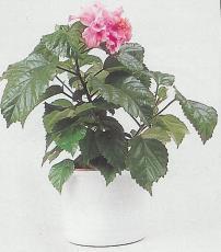 Ιβίσκος (κινέζικος ιβίσκος) Hibiscus rosa sinensis Έχει μακριά λουλούδια, σε σχήμα χωνιού και βαθυπράσινα, λαμπερά φύλλα και γι' αυτό είναι πολύ εντυπωσιακό.