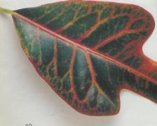 (Neoregelia Cardianae Tricolor)