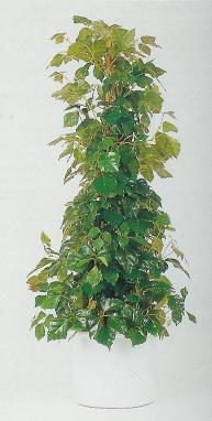 Χεδέρα των Καναρίων (κισσός) Hedera canadensis Αυτοί οι κισσοί έχουν ελαφρώς έλλοβα φύλλα, σκουροπράσινα, με μεγάλες κηλίδες γκριζοπράσινης απόχρωσης.