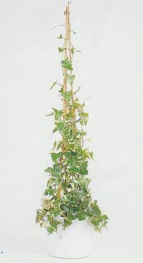 Σενέκιο το μακρόγλωσσο Senecio macroglossum Αυτά τα φυτά μοιάζουν πολύ με τον κοινό κισσό, αλλά τα φύλλα τους είναι πιο λεία, πιο μαλακά και πιο σαρκώδη.