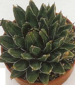 Εικόνα 30: Αγαύη βασίλισσας βικτωρίας (Agave victoriae-reginae) 3.