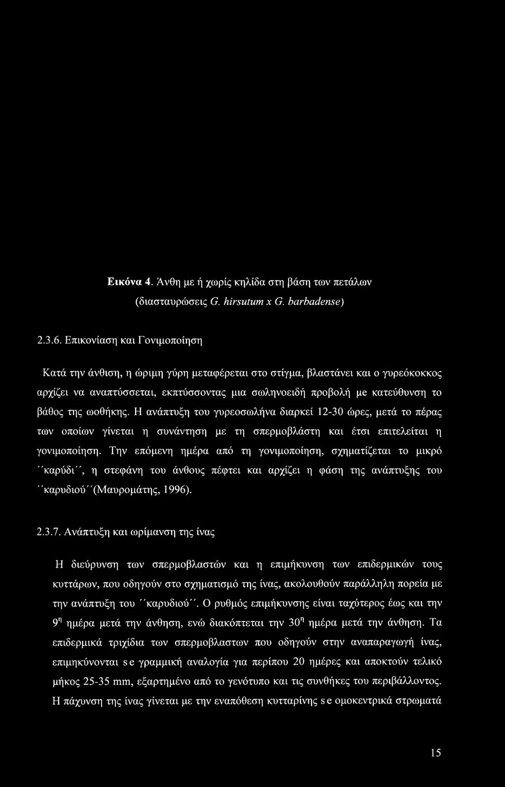 Ανάπτυξη και ωρίμανση της ίνας Η διεύρυνση των σπερμοβλαστών και η επιμήκυνση των επιδερμικών τους κυττάρων, που οδηγούν στο σχηματισμό της ίνας, ακολουθούν παράλληλη πορεία με την ανάπτυξη του