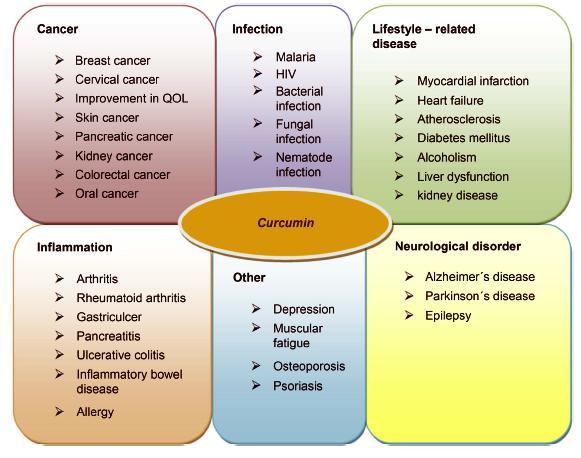 Μέχρι τώρα, έχει υπάρξει ένας τεράστιος αριθμός δημοσιεύσεων σχετικά με κουρκουμίνη, που παρουσιάζουν το ευρύ φάσμα των βιολογικών και των κυτταρικών δραστηριοτήτων της.