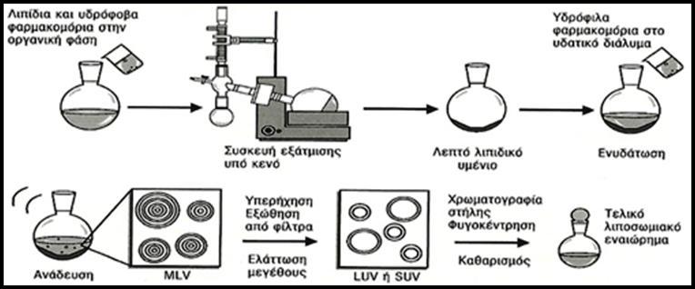 μέγεθος ορίζεται η υδροδυναμική διάμετρος των σωματιδίων λιποσωμάτων, ενώ ως δείκτης διασποράς το εύρος κατανομής.