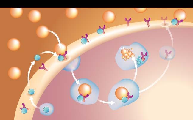 Background: PCSK9 Regulates LDL-R Expression Presence of PCSK9 = Less LDL-R / Higher plasma LDL-C LDL particles LDL-R PCSK9 routes LDL-R for lysosomal degradation LDL-R recycling blocked PCSK9