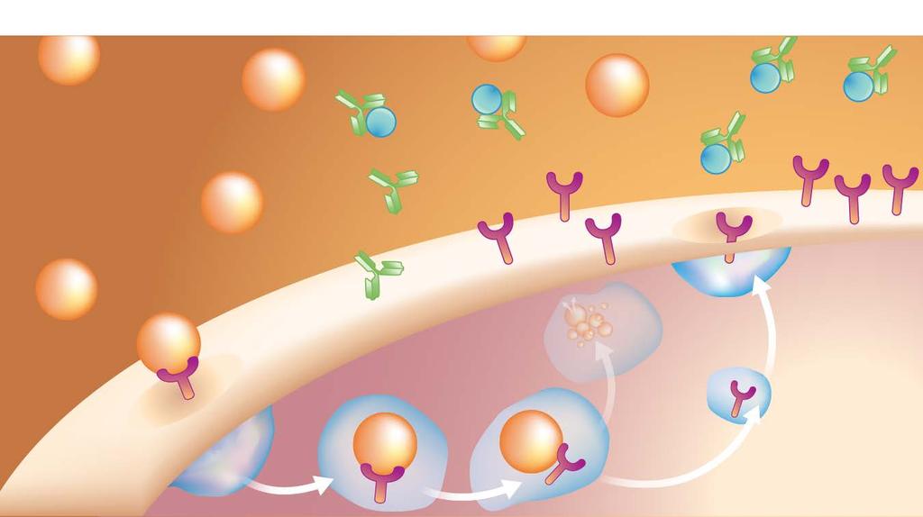 Background: Evolocumab Blocks the PCSK9/LDL-R Interaction Presence of Evolocumab = Absence of PCSK9 More LDL-R / Lower plasma LDL-C PCSK9 Evolocumab Increased LDL-R concentration LDL-R LDL-R