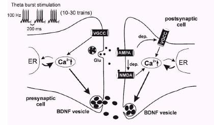 Εικ. 2. Συναπτική έκκριση του BDNF Εικ.