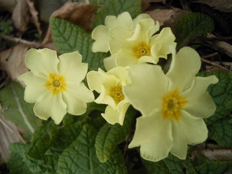 Primula vulgaris pin Διμορφισμός τα άνθη όσο αφορά