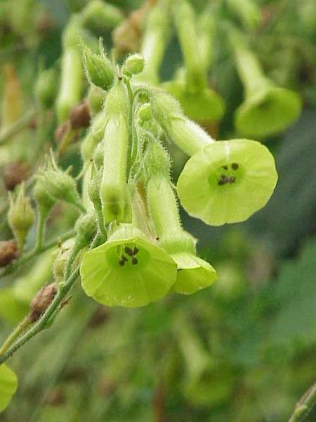 Nicotiana alata Αυτοασυμβατότητα Γονίδιο S πολλά αλληλόμορφα πολλοί δυνατοί συνδυασμοί γενοτύπων δεν