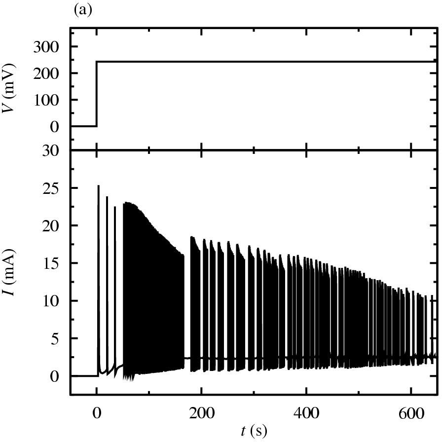 Σχήμα 4 Μεταβατική θυσανοειδής απόκριση υπό την επίδραση δυναμικού V = 275 mv. Συγκέντρωση ιόντων χλωρίου ccl- = 15 mm.