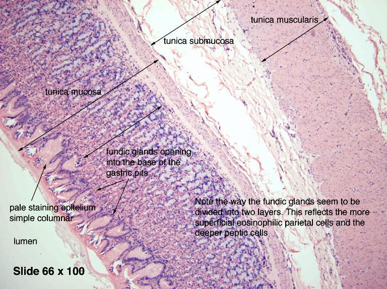 Εικόνα 1.18 Χιτώνες τοιχώματος στομάχου (χρώση αιματοξυλίνης-ηωσίνης) (Πηγή:https://www.google.gr/search?