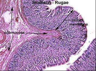 Εικόνα 1.20 Πτυχές του γαστρικού βλεννογόνου (Rugae) (Πηγή:https://www.google.gr/search?