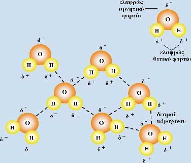Τα μόρια του νερού είναι πολικά Τα μόρια του νερού παρουσιάζουν την τάση να συνδέονται μεταξύ τους, (η θετική πλευρά του ενός μορίου με την