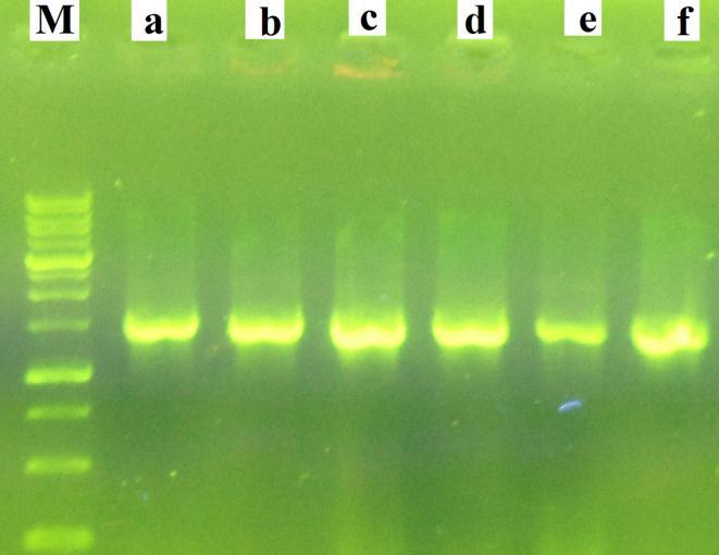 faecium, b: E. mundtii, c: E. durans, d: E. devriese, e: E. faecalis, f: E. avium, M: Ladder 1000bp ش ک ل.