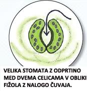 Pripravite objektno stebelce po postopku, ki je zapisan na strani 4 - faza kontrastne evolucije.