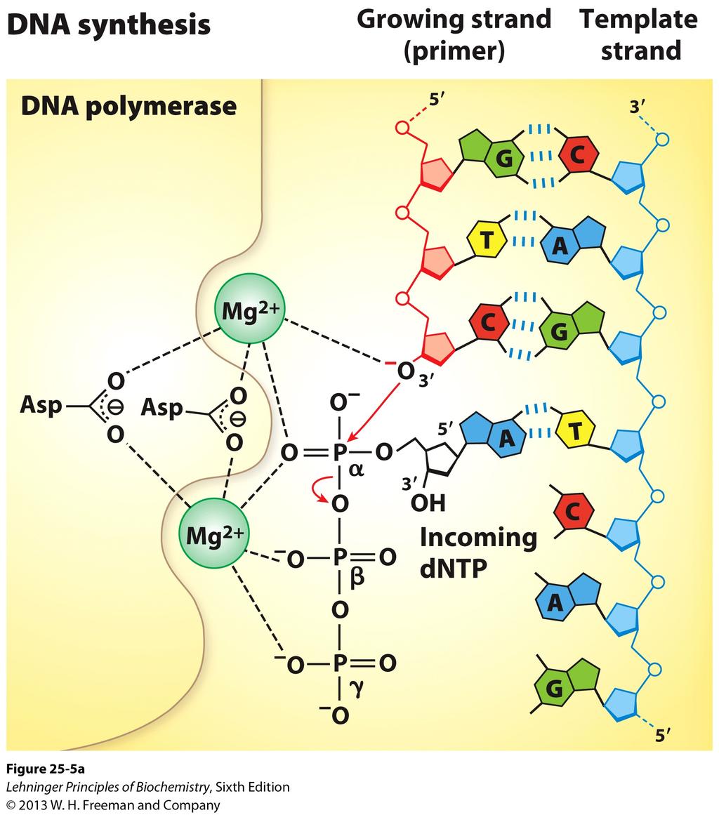 Μηχανισμός της DNA πολυμεράσης Ο καταλυτικός μηχανισμός περιλαμβάνει δύο ιόντα Mg 2+ Ένα βοηθά στον προσανατολισμό του εισερχόμενου νουκλεοτιδίου με τον εκκινητή και το άλλο σταθεροποιεί τα αρνητικά