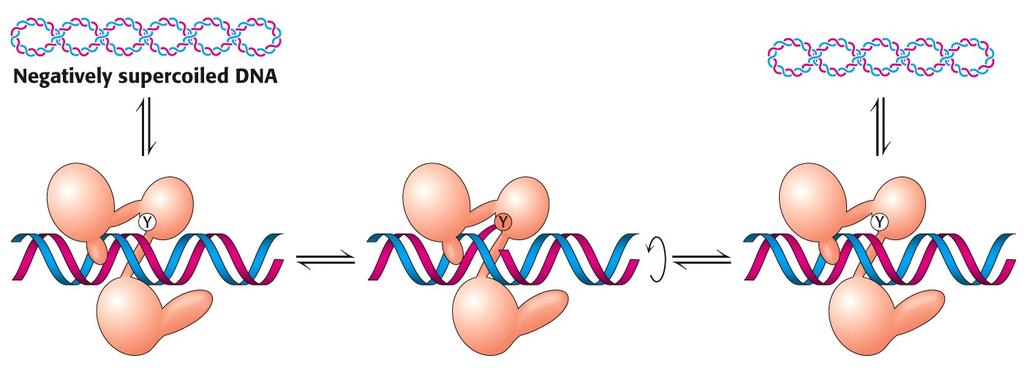 Τοποισομεράση Ι Τοποισομεράση Ι-Χαλάρωση Οι τοποϊσομεράσες τύπου Ι διασπούν έναν κλώνο DNA, με τον σχηματισμό ενός ομοιοπολικού δεσμού μεταξύ ενός υπολείμματος τυροσίνηςκαι