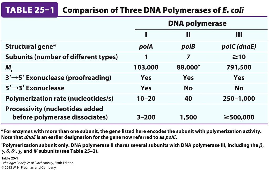 Πολυμεράσεις του DNA σε Ε. coli Ο σύνθεση του DNA είναι γρήγορη. Το γονιδίωμα Ε.