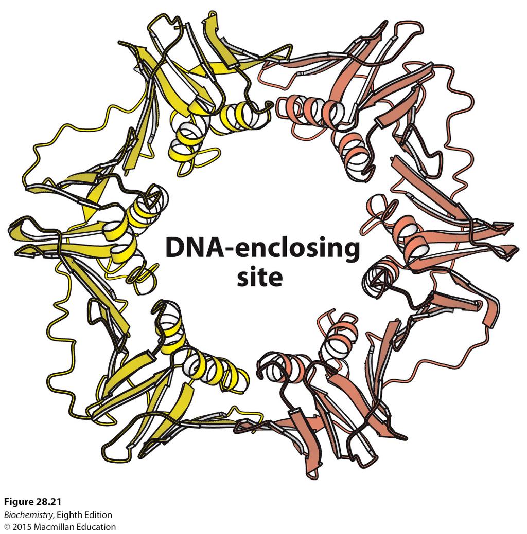 Αντιγραφή του DNA Τα ένζυμα αντιγραφής εμφανίζουν μεγάλη καταλυτική ισχύ, πιστότητα και επεξεργαστικότητα.