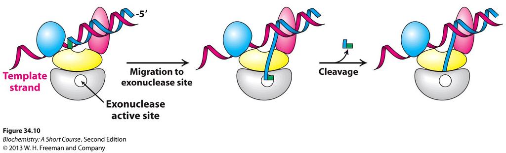 Αντιγραφή του DNA Δραστικότητα νουκλεάσης που χρησιμοποιείται για την αφαίρεση λάθος νουκλεοτίδιων. Η DNA πολυμεράση Ι του Ε.