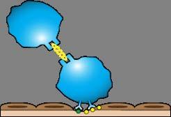 tifibatide, Tirofiban GP IIb/IIIa Receptor TXA 2 Intact endothelium Collagen vwf Endothelial