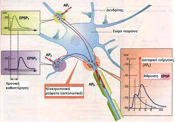 β) Σχήμα 9. α) Χωρική άθροιση ΕPSP β) Χρονική άθροιση EPSP.