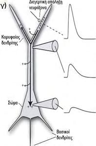 Όσο περισσότερες δενδριτικές διακλαδώσεις έχει ένα κύτταρο τόσο πιο αναποτελεσματική είναι η συναπτική ολοκλήρωση αφού μόνο ένα μέρος από το αρχικό συναπτικό ρεύμα φθάνει τελικά στο σώμα λόγω της