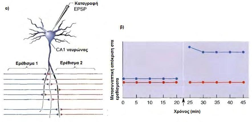 Μακρόχρονη ενδυνάμωση, (LTP), είναι η μακροπρόθεσμη αύξηση στην διεγερσιμότητα ενός νευρώνα σε ένα συγκεκριμένο συναπτικό ερέθισμα η οποία προκαλείται από επαναλαμβανόμενους υψηλής συχνότητας