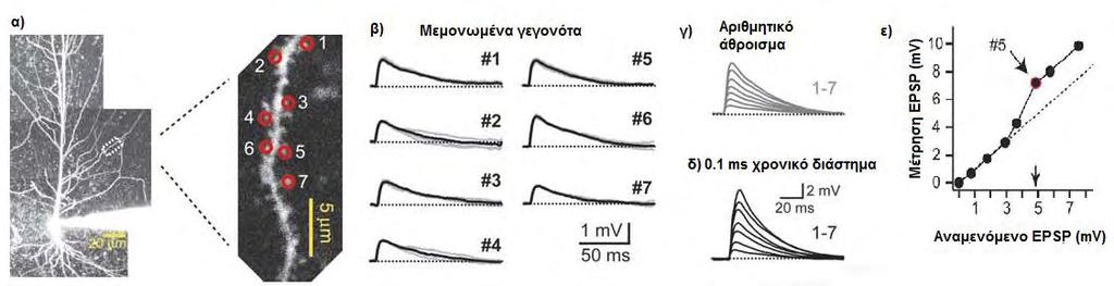 ΤΡΟΠΟΠΟΙΗΣΗ ΤΗΣ ΔΙΕΓΕΡΣΙΜΟΤΗΤΑΣ ΤΟΥ CA1 ΠΥΡΑΜΙΔΙΚΟΥ ΝΕΥΡΩΝΑ 4.1 Μη-γραμμική ολοκλήρωση σε CA1 πυραμιδικούς νευρώνες του ιππόκαμπου ποντικών.