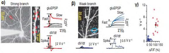 4.2 Χαρακτηρισμός δενδριτών με κριτήριο τον τρόπο ολοκλήρωσης Οι δενδρίτες των CA1 πυραμιδικών νευρώνων μπορούν να χαρακτηριστούν ως δυνατοί (strong) ή αδύναμοι ( weak) ανάλογα με το αν μετά από τη