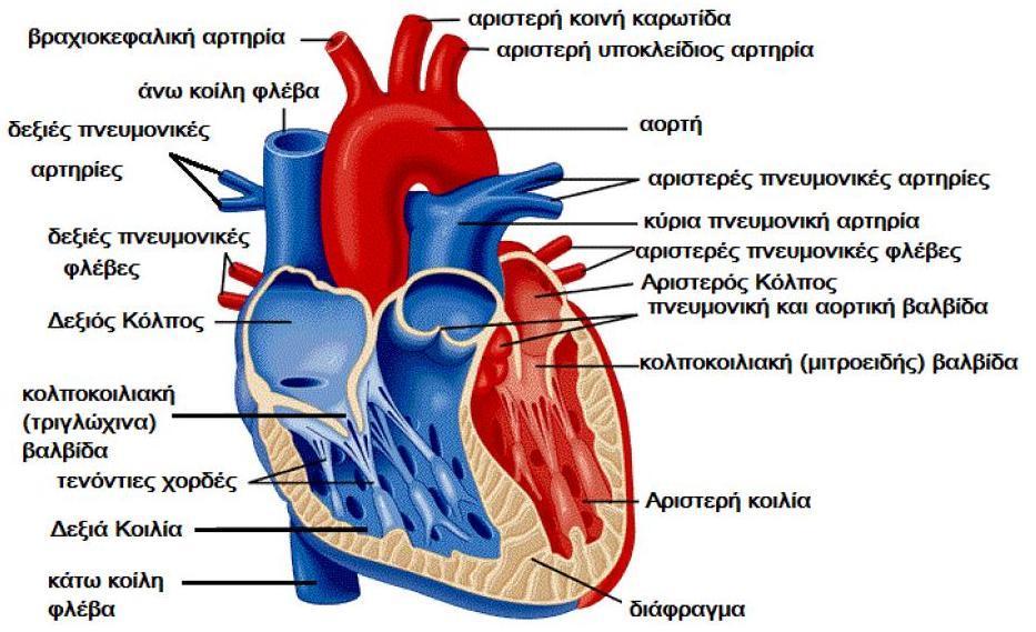 2. Η Καξδηά 2.1.