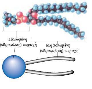 2. Βασικές έννοιες αποτελείται από μόρια που ονομάζονται φωσφολιπίδια (Σχ. 2.2).