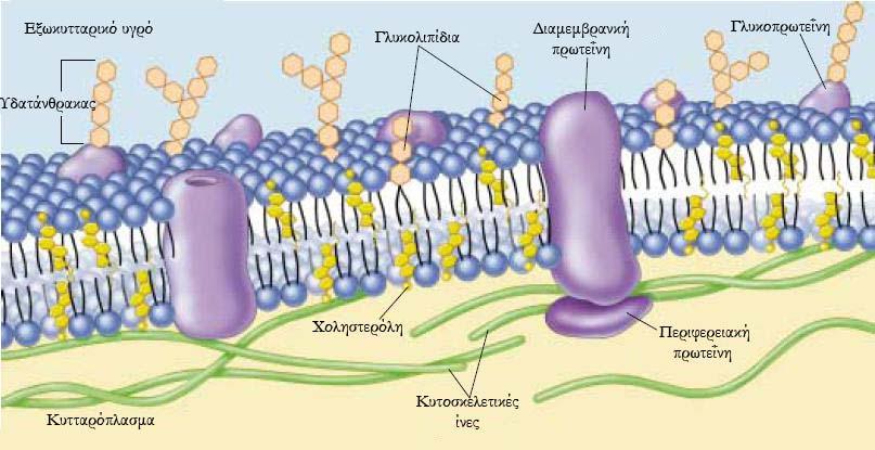 Σχήμα 2.3: Το μοντέλο της κυτταρικής μεμβράνης.