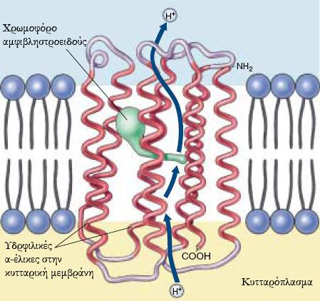 2. Βασικές έννοιες Σχήμα 2.6: Μια πρωτεΐνη δίαυλος. Η πρωτεΐνη μεσολαβεί στη διαδικασία φωτοσύνθεσης του βακτηρίου Halobacterium blobium.