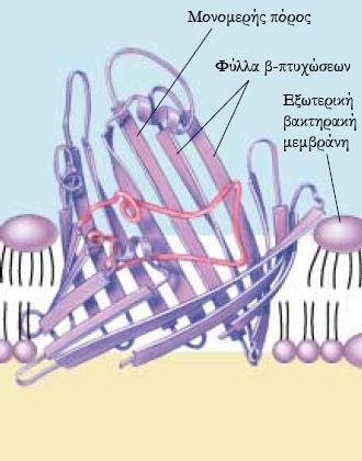 είναι λογικό να θεωρείται πως η πρόβλεψη της 3-Δ δομής των διαμεμβρανικών πρωτεϊνών είναι εφικτή με χρήση υπολογιστικών μεθόδων και αλγορίθμων. Σχήμα 2.7: Μια πρωτεΐνη πόρος.